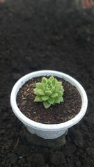 mini succulent in white pot