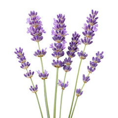 Obraz premium Lavender flowers isolated on transparent background. Png