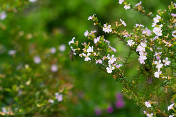 Cuphea Hyssopifolia flowers plant. Mexican Heather Or False Heather plant photography