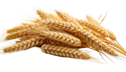 Wheat Isolated On PNG Transparent and White Background 