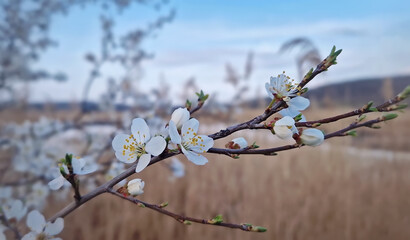 Closeup blooming tree twig adorned with white blossoms against a blurred background of tall reed vegetation near the lake. Vibrant spring beauty emphasizing nature renewal