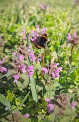 Bumblebee perched on purple dead-nettle flowers in the spring meadow. Springtime Lamium purpureum plants pollination process by diligent honey bees.