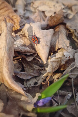 Red and black firebug insect moving among dry fallen leaves. Early spring forest nature awakening. Pyrrhocoris apterus