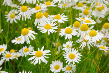 Matricaria chamomilla flowers