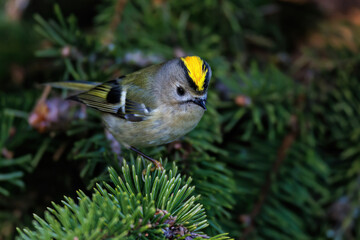 Wintergoldhähnchen (Regulus regulus)