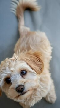 Maltipoo tilting its head in curiosity as someone talks to it.