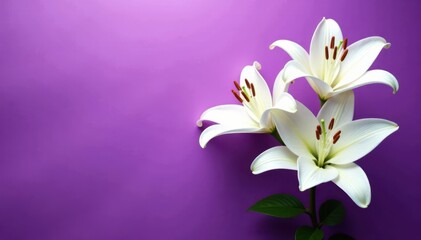 Fototapeta premium Elegant white lilies overhead, vibrant purple backdrop Postcard style , macro, lilies, postcard