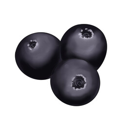 Illustration of three ripe blueberries