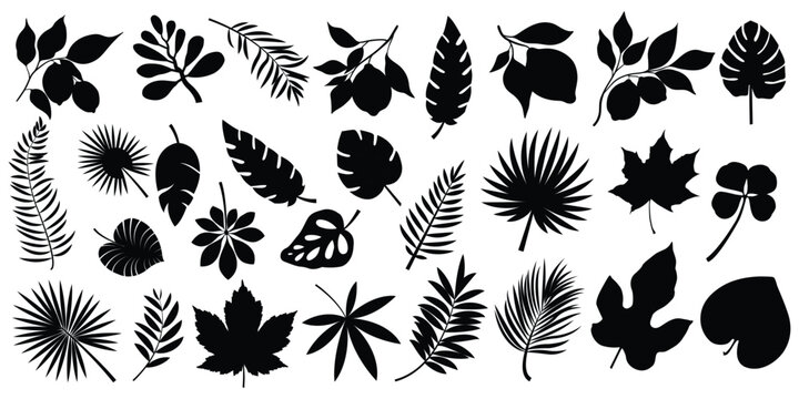 Tropical leaves, palm leaves silhouettes, diverse collection, black shapes, design elements, artistic embellishments, leaf vector