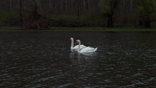 Two swans swim in the water&mdash;no leaves on trees.  Reflection in water