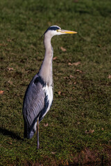 Graureiher (Ardea cinerea)