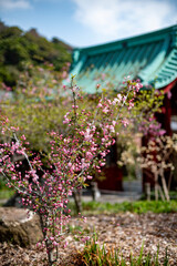 鎌倉2503　光則寺37　海棠