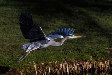 Graureiher (Ardea cinerea)