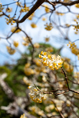 鎌倉2503　光則寺35　ミツマタ