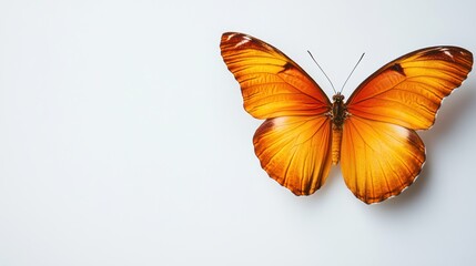 Bright Orange Butterfly Hovering Gracefully