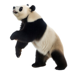 Fototapeta premium Giant Panda Bear AI Generated Image