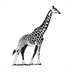 Giraffe Vector