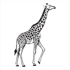 Giraffe Vector