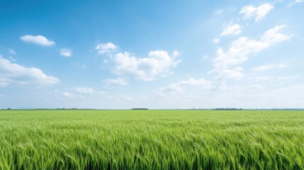 Obraz premium Expansive field under a vast sky