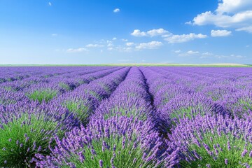 Fototapeta premium Vibrant lavender field stretches across a sunny landscape under a clear blue sky