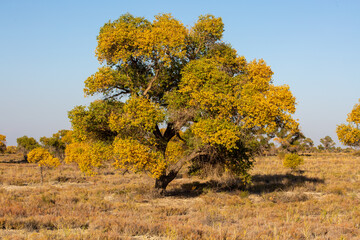 Turanga grove on the bank of the Ili River near the Altyn Emel National Park in Almaty, Kazakhstan.