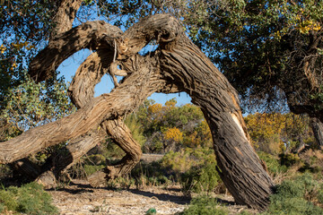 Turanga grove on the bank of the Ili River near the Altyn Emel National Park in Almaty, Kazakhstan.