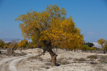 Turanga grove on the bank of the Ili River near the Altyn Emel National Park in Almaty, Kazakhstan.