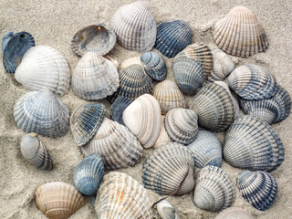 A pile of shells on the beach at Island Norderney in Germany