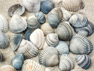 A pile of shells on the beach at Island Norderney in Germany