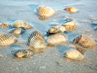 A pile of shells on the beach at Island Norderney in Germany