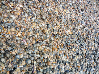A beach scene with a variety of shells scattered across the sand at Island Norderney in Germany