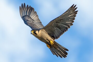 Peregrine falcon soaring through the sky in a clear blue backdrop during daylight