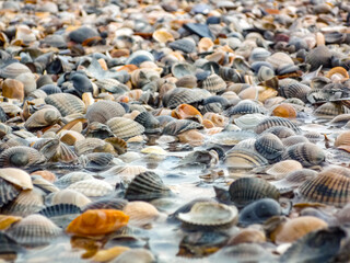 A beach scene with a variety of shells scattered across the sand at Island Norderney in Germany