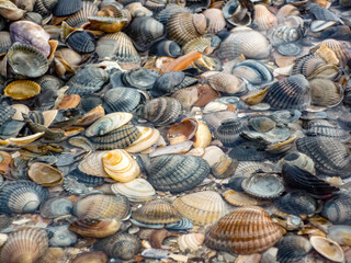 A beach scene with a variety of shells scattered across the sand at Island Norderney in Germany