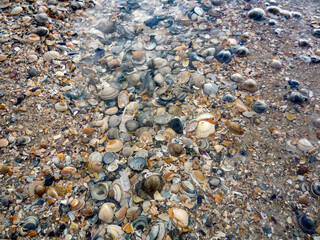 A beach scene with a variety of shells scattered across the sand at Island Norderney in Germany