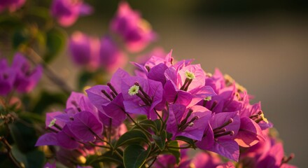 Fototapeta premium Bougainvillea flowers summer pink beautiful wallpaper background environment ecology