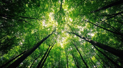 Verdant towering trees reaching towards the bright open sky above