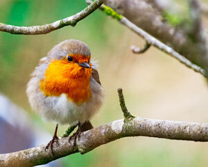 Robins perched at Hauxley Nature Reserve, Northumberland