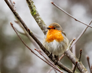 Robins perched at Hauxley Nature Reserve, Northumberland