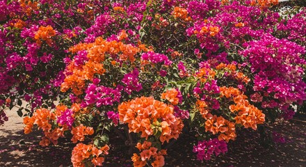 Bougainvillea flowers summer pink beautiful wallpaper background environment ecology
