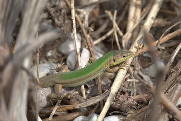Dalmatian Wall Lizard (Podarcis melisellensis) on rocky ground. Taken in Herzegovina.
