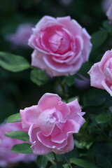 花の女王