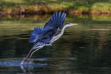 Graureiher (Ardea cinerea)