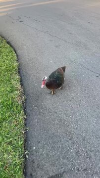 A Muscovy duck with red facial caruncle runs on cracked road, chasing the camera as it moves backward. Scene is set on sunny day with grass in the background, capturing playful moment.