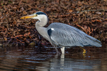 Graureiher (Ardea cinerea)