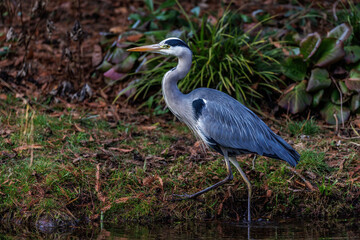 Graureiher (Ardea cinerea)