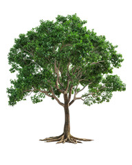 Obraz premium Isolated large green tree with exposed roots