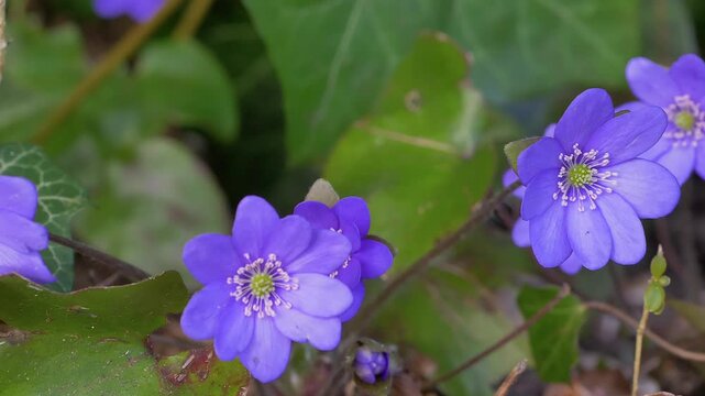 Bl&uuml;hende Leberbl&uuml;mchen (Hepatica nobilis) im Wald,  Bayern, Deutschland, Europa