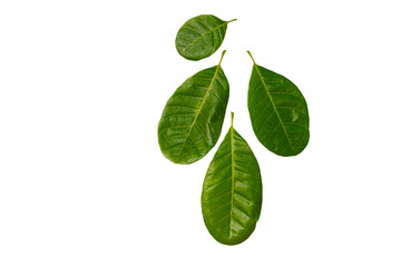 leaves of cashew nut with bouquetisolated on white background