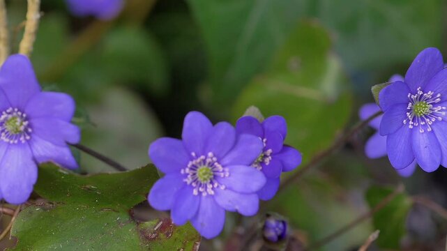 Bl&uuml;hende Leberbl&uuml;mchen (Hepatica nobilis) im Wald,  Bayern, Deutschland, Europa